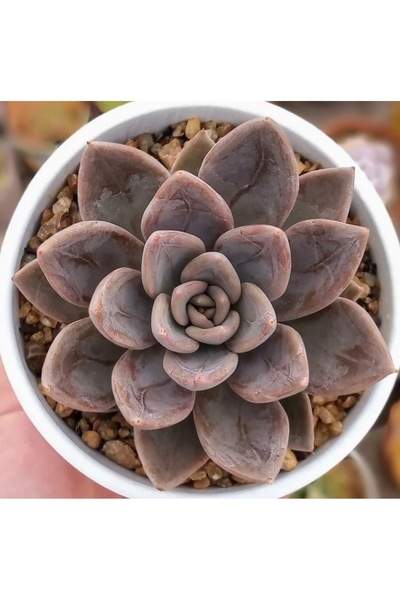 SukuLand Echeveria Silver Queen pudralı özel tür sukulent 5,5cm saksıda