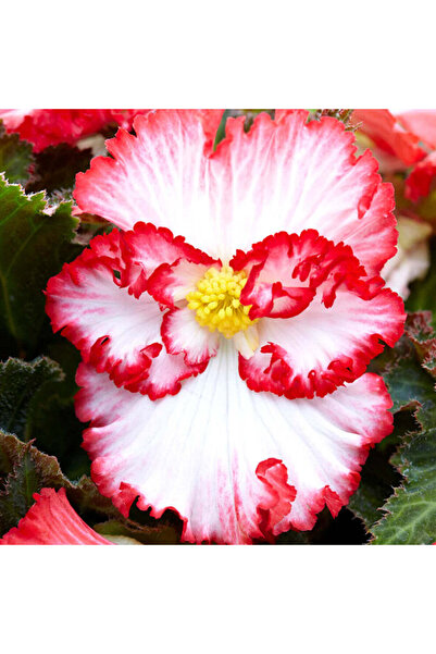Miracle Garden Bulb Begonia Crispa Marginata