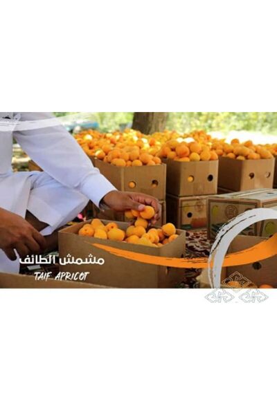 Generic Digital Art Card for Apricot Harvest in Taif |   Digital Art Photo Ca...