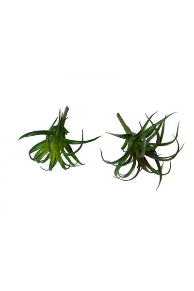 OEM Plante Suculente Artificiale Caracatita Mica (Set 3 buc) Verde
