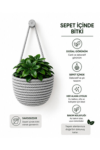 ÖRGÜM Yapay Çiçek Mini Sepetli Dekoratif Bitkili Mini Duvar Sepeti 10x10 Cm