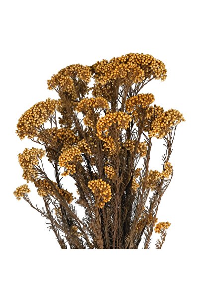 Roberto Rossi Preserved twig of Helychrisium diosmi H60-70 cm peach