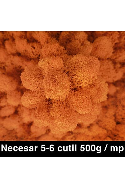 Roberto Rossi Preserved lichens, cleaned and without roots, 500g NET, ULTRA P...