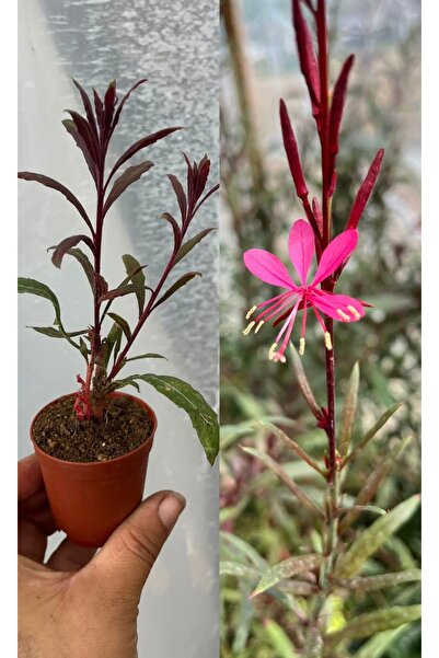 nazlı çiçekçilik Gaura Lindheimeri Gavura Çiçeği 5,5’luk Saksıda