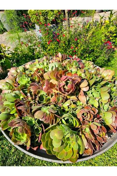 Myzumax Özel Tasarım Canlı Aeonium El Yapımı BLUSHING BEAUTY 50 adet Çelik To...