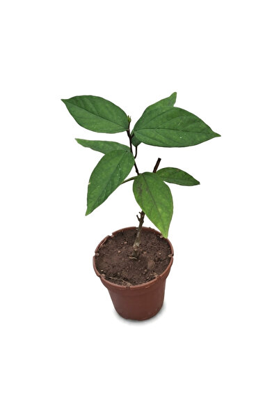 Kızılay Çiçeği 40-50 cm canlı saksıda