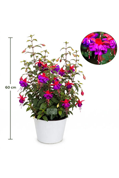 Serafina Plantă Piramidă Fuchsia, H 60 cm