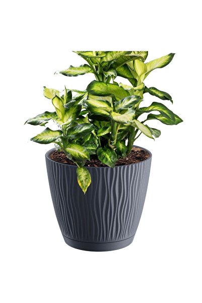 EDANTI Ghiveci rotund cu farfurie Sandy P, 16.8 cm - Antracit