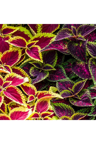 123 100 Mix Rainbow Flower Seeds Non-Gmo Fresh Harvest Gift Gardening Colorfu...