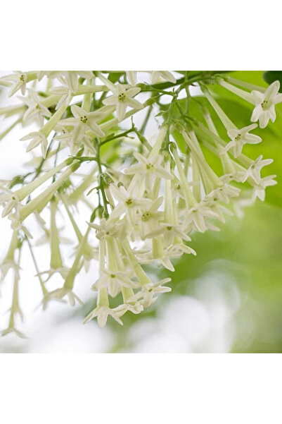 123 100 Jasmine Flower Seeds, Lady, Night Fragrance - Perennial Green Plant S...