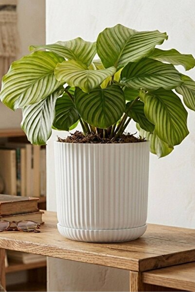 Bliss Lotus Kendinden Tabaklı 5 Litre Saksı Dekoratif Plastik Çiçek Saksısı M...