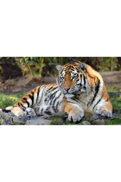 Persona Tablou canvas 100 x 70 cm, Animale model 207