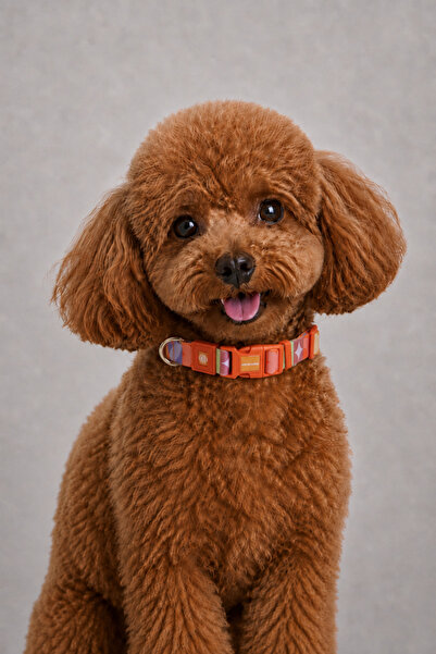 CARAMELOS Dog Collar-Dog Neck Collar- Small Breed Collar- Medium Breed Collar...