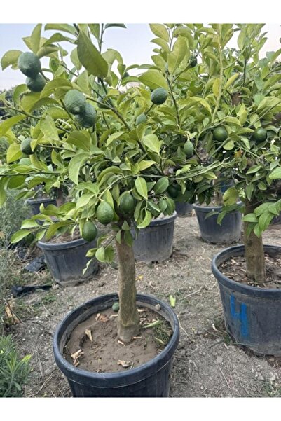 ASES FİDAN 55 LT SAKSIDA ,15 YAŞ YETİŞKİN YEDİVEREN LİMON AĞACI BOY 150-200 CM