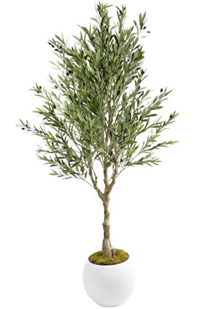 Nettenevime Yapay Zeytin Ağacı Doğal Kök Detaylı Büyük Dolgun Model Beyaz Pla...
