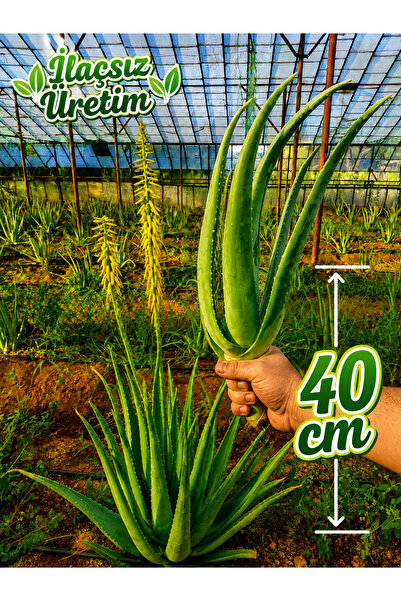 Alovia 40 cm alovera Fidanı Aloe Vera Canlı Anaç Odunsu Köklü Aloe Barbadensi...