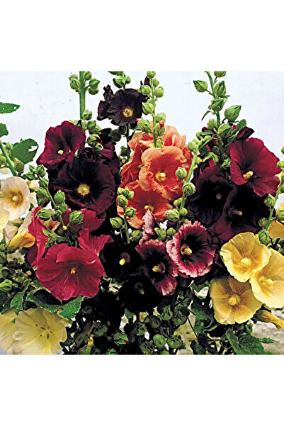 Bloom & Sow Seed بذور زهرة الهوليهوك متعددة الألوان (نبات دائم، مقاوم للبرد، ...