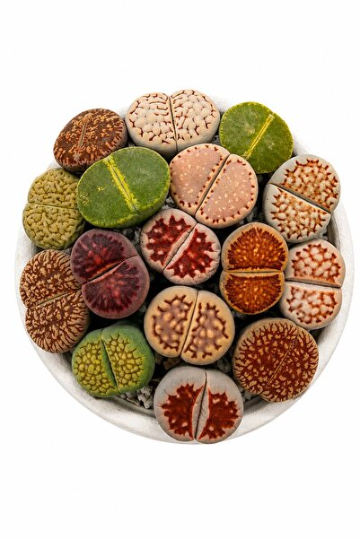 haan garden Lithops SSP