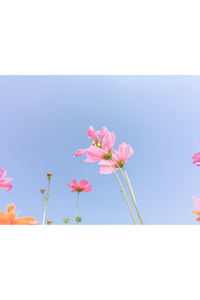Bloom & Sow Seed بذور الكوزموس الوردي - كوزموس حديقة طويل بلون وردي فاتح، سهل...