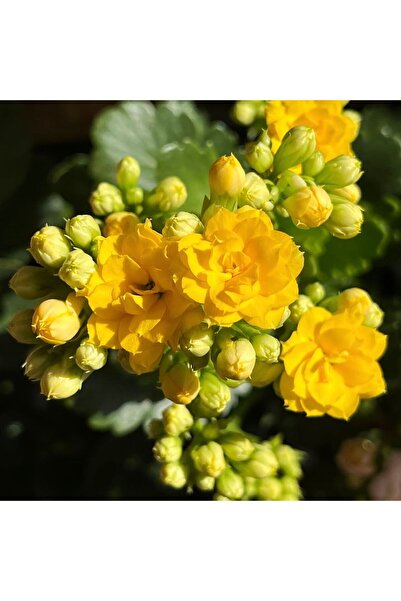 Bloom & Sow Seed Golden Yellow Ruffled Kalanchoe Seeds, Long-blooming Easy-ca...