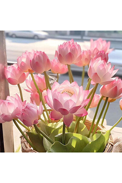 Bloom & Sow Seed Pastel Pink Bowl Lotus Seeds, Indoor Balcony Water Potted Fl...