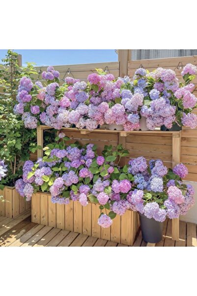 Bloom & Sow Seed Pastel Pink Blue Mophead Hydrangea Seeds, Hardy Perennial Pa...