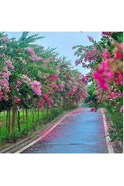 Bloom & Sow Seed Bright Pink Lagerstroemia Seeds, Summer‑Blooming Landscape T...