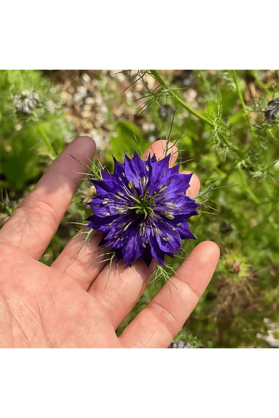 Bloom & Sow Seed بذور النيجيلا البنفسجية الداكنة، بذور زهور مجففة للزينة في ا...