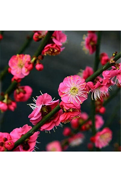 Bloom & Sow Seed بذور البرقوق الأحمر المقاوم للبرد، شجرة زهور عطرية تزدهر في ...