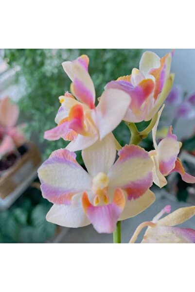 Bloom & Sow Seed Pink‑Cream Gradient Butterfly Orchid Seeds, Long‑Blooming Ho...