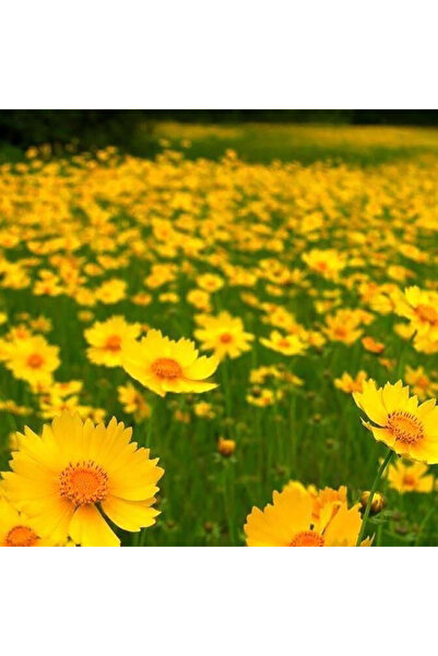 Bloom & Sow Seed Bright Yellow Coreopsis Grandiflora Seeds, Drought‑Tolerant ...