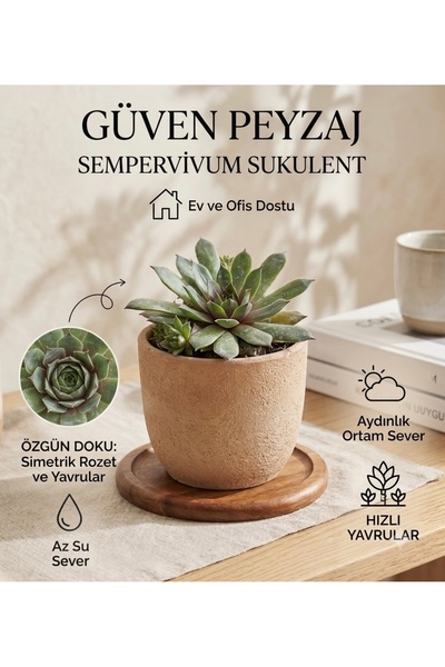Güven Peyzaj Sempervivum Sukulent – Rozet Formlu, Yavru Veren Dekoratif Sukulent-Elit Sukulent