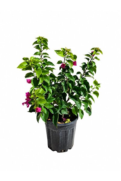 ERNAZ Begonvil Mor Renk Bougainvillaea 60 cm Boy Dış Mekan Bitkisi