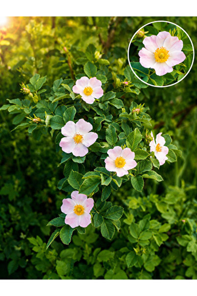Vasada Dikensiz Kuşburnu Fidanı (Rosa canina var. inermis) 9x10 cm Saksılı 30...
