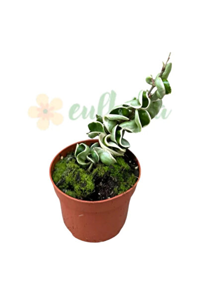 Eufloria Hoya carnosa 'Compacta Variegata' (Regalis) Ø10.5cm