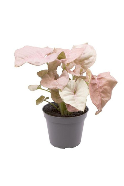 Eufloria Syngonium podophyllum 'Neon' Ø6cm