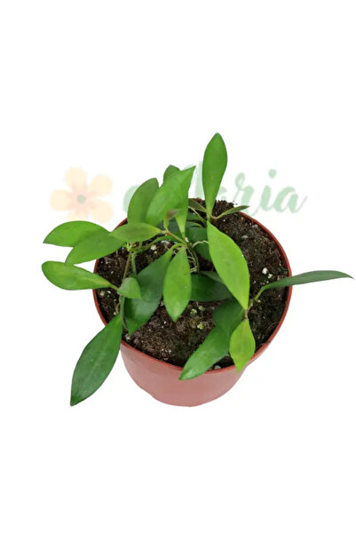 Eufloria Hoya 'Noona' Ø12cm