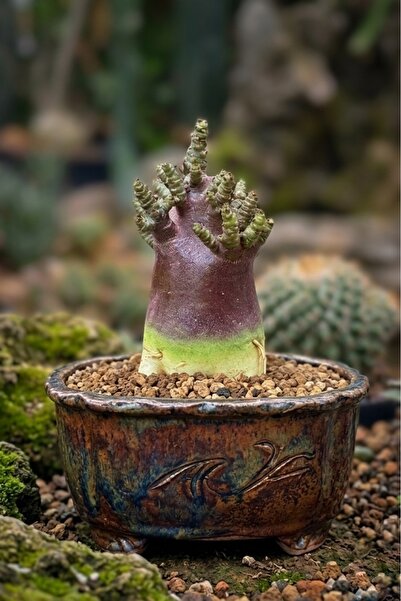 ATLANTE CACTUS Adenium Arabicum "Black Skin" – Yaşayan Heykel