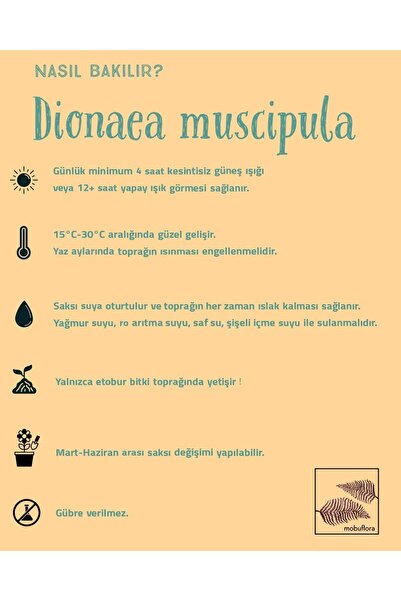 mobuflora Özel Tür Dionaea Muscipula "brutal Shark" Sinek Kapan Etobur Bitki Venus Fly Trap