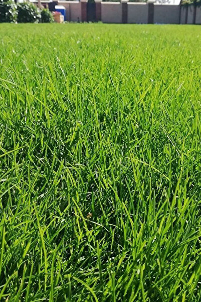 Agroera Grass Seed Shade Area Special Mix 5kg. Original Box