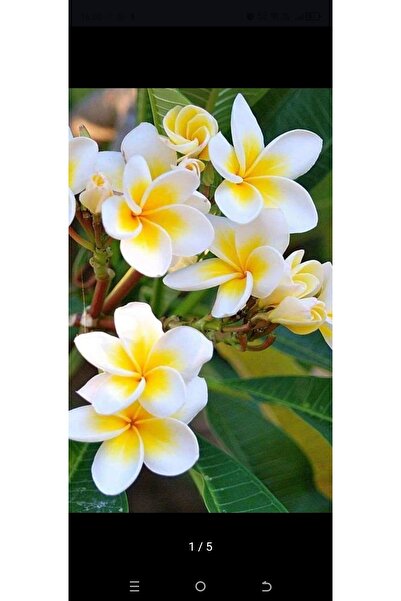 AYDOĞDU Beyaz tüplü Amerikan fulu plumeria alba