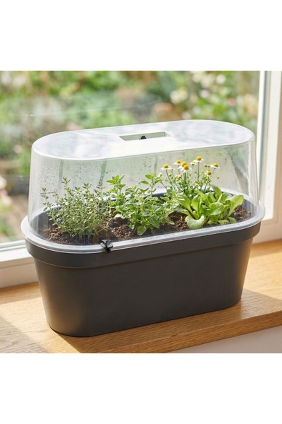 Gift Design Mini seră cu ghiveci din plastic, 59x26x24,25 cm, ideală pentru r...
