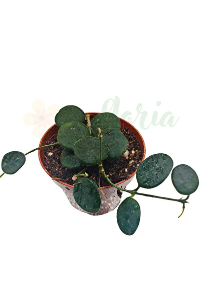 Eufloria Hoya serpens Ø6cm