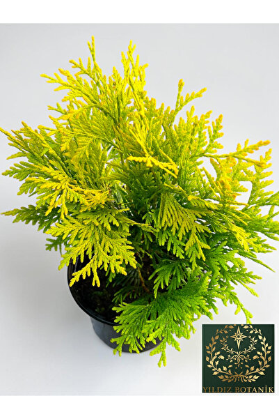 YILDIZ BOTANİK Sunkist Top Mazı Bitkisi Thuja Occidentalis Sunkist Fidanı 20-...