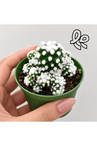 Le Bitki Atölyesi Kar Küresi Kaktüs Mammillaria Oruga | Mini Beyaz Sukulent K...