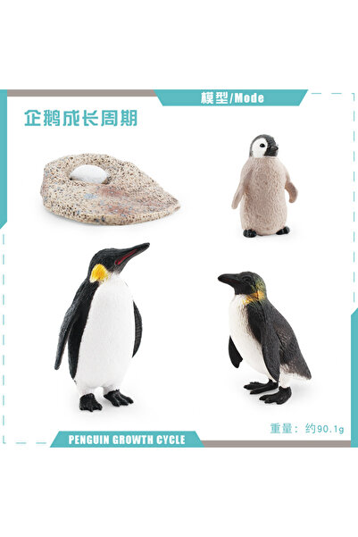 Choice15 O-4pcs Animal Life Cycle Board Children Toys Montessori Teaching Aid...