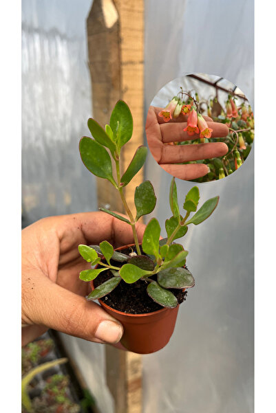nazlı çiçekçilik Kalanchoe Manginii 5,5’luk Saksıda