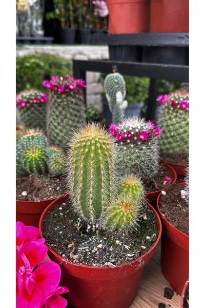 GARDENLİFEBOTANİK Kaktüs 2li set
