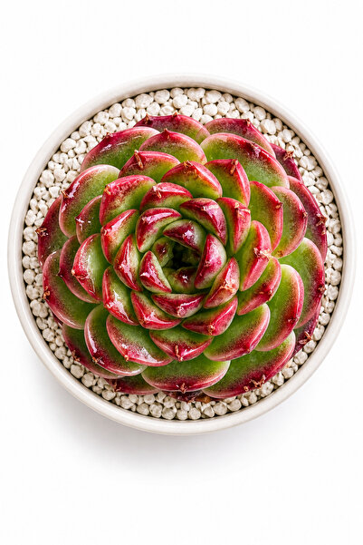 Mialys Echeveria ‘Red Velvet’ İthal Sukulent Renkli Koleksiyonluk Köklü Canlı...