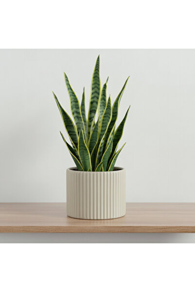 Home Box Sansa Siera Ribbed Ceramic Planter - 13x13x11 cm